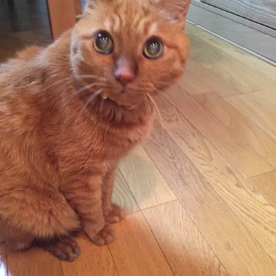 PQvNurnyzH6TAFo's profile picture. 大阪市　住吉区　長居　練真館で 空手の指導を しています