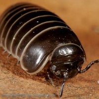 BMIG (@britishmigroup) 's Twitter Profile Photo