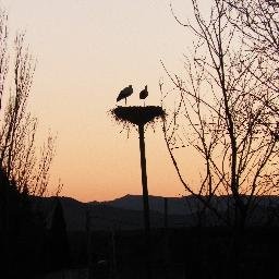 BotasMarrones's profile picture. Nuevo blog diario personal. ¡¡Botas Marrones!!