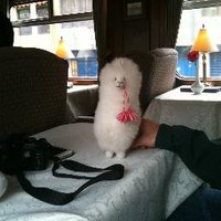 Helen Small (@hsmall11) 's Twitter Profile