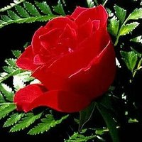 عبده عاشق ارامل نيك (@0503672885abdo) 's Twitter Profile