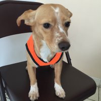 LocaCan -911Canino- (@911canino) 's Twitter Profile