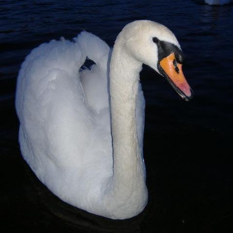 whytswan Profile Picture