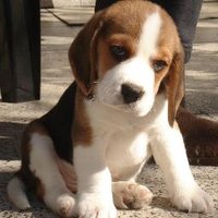 RubberDouggie (@rubberdouggie) 's Twitter Profile