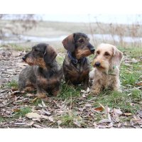 ThreeHappyDachshunds(@TwoHappyDachs) 's Twitter Profile Photo