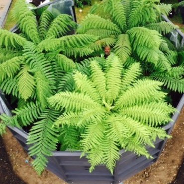 visiongardens's profile picture. Gold Medal Winning Design RHS Hampton Court 2015