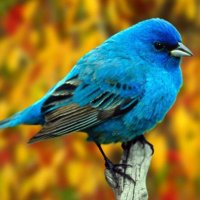 azul.intenso (@azulintenso1) 's Twitter Profile Photo azul.intenso (@azulintenso1) 's Twitter Profile Photo