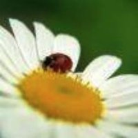 LadybugsFlowersTulsa(@LadybugFlowers1) 's Twitter Profile Photo