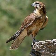 ThorD125's profile picture.