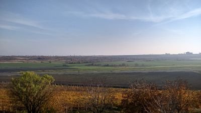 zelenomasleno's profile picture. 