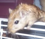 I'm a small female gerbil bent on world domination and enslavement of the human race.
