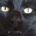 Swansea Cats (@swanseacats) Twitter profile photo Swansea Cats (@swanseacats) Twitter profile photo