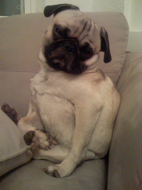 I'm Cooper, a pug with a fabulous personality! I like to watch animal planet, sleep under the covers, scavenge for food particles on the floor and give lickies!