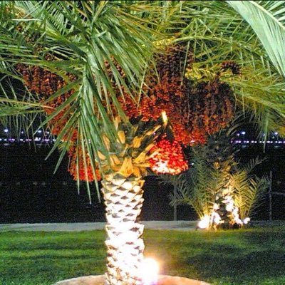 Tahir82977821's profile picture. 