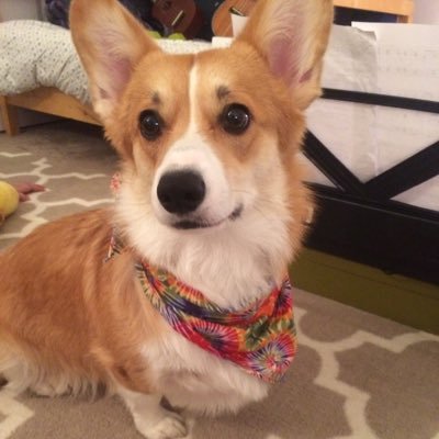 HarleytheCorgi's profile picture. 2 year old Pembroke Welsh Corgi that likes to pretend she's a blanket monster