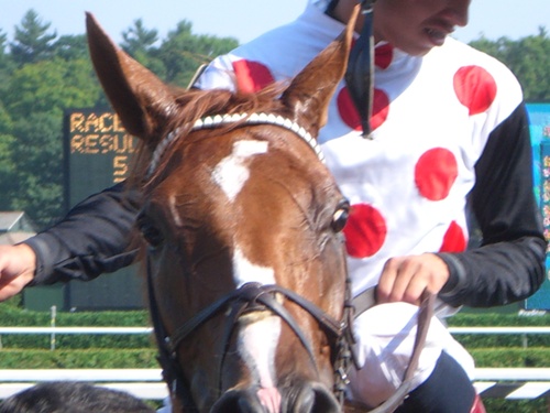 otterbird's profile picture. 