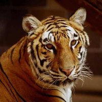 Luisa Cecilia (@luisacelia635) 's Twitter Profile