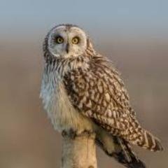 Twitter feed retweeting UK sightings of Short Eared Owls. Will only RT if there is a photo & location given. Use #seowlsuk