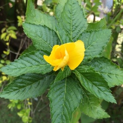 Easter_Octave's profile picture.