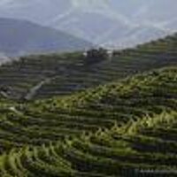 Franck Moreau MS (@frenchwineman) 's Twitter Profile Photo