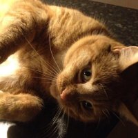 Ben the Golden Cat (@benthegoldencat) 's Twitter Profile Photo Ben the Golden Cat (@benthegoldencat) 's Twitter Profile Photo