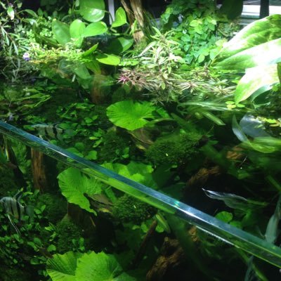 aquascape design (@aquascapedesign) | twitter aquascape design (@aquascapedesign) | twitter