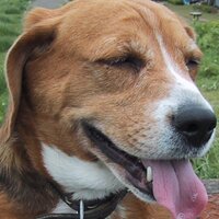 aush (@aush) 's Twitter Profile