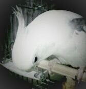storm_wave_'s profile picture. 本とオカメインコと洗濯と私な生活。 オカメインコ3羽とサザナミインコの奴隷です。意図せずみんな♂なんです。
無言フォローすみませんです。