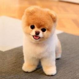 Spitz Sisi Daisy Dius27511491 Twitter