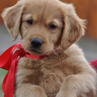 nuevavidauk's profile picture. woof woof