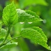 GreensAustralia (@greensaustralia) Twitter profile photo GreensAustralia (@greensaustralia) Twitter profile photo