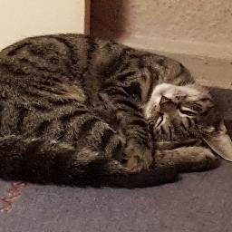 Tieger71's profile picture. 