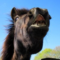 Sabine van Waasen (@clickerpony) 's Twitter Profile