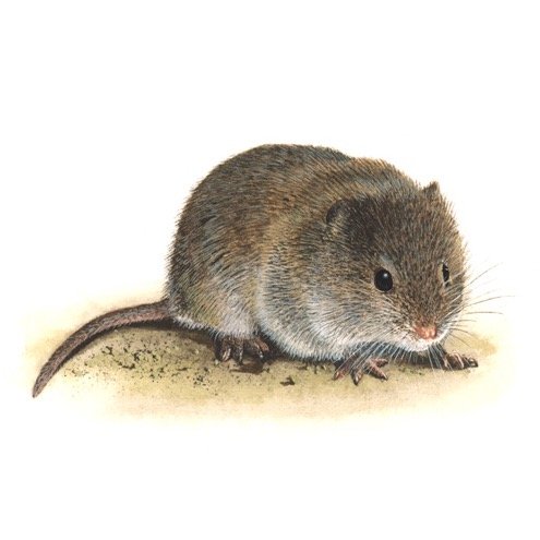 Everything you never knew you needed to know about voles.