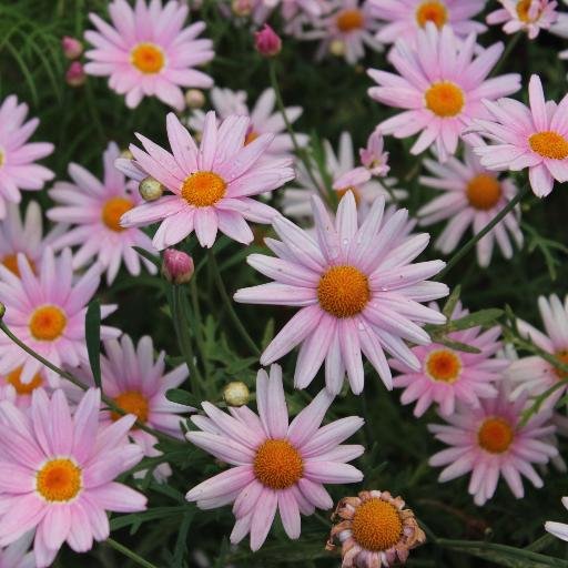 avclickr's profile picture. 