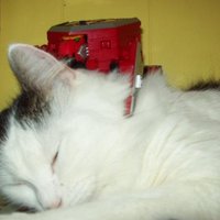 Jenn 🐱 boonbooming in the bluesky (@jenndubya) 's Twitter Profile Photo