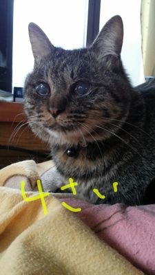 猫♥️ハロプロ♥️ 桜代真名♥️ 譜久村聖♥️ 村田結生♥️井上玲音♥️井上春華♥️里吉うたの♥️為永幸音♥️
ただの猫好きな年増の人間なので、猫の保護依頼は受け付けません🙅♀️🆖⤵️