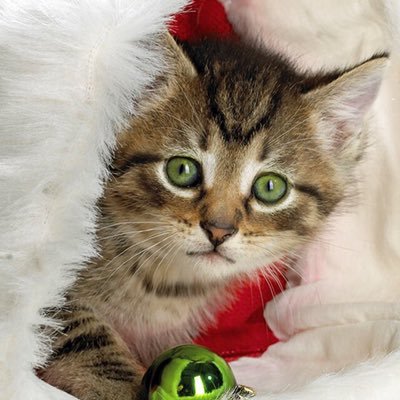 CindersPAC9's profile picture. 