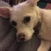 Shelley Kramer (@angelsshelley) Twitter profile photo Shelley Kramer (@angelsshelley) Twitter profile photo