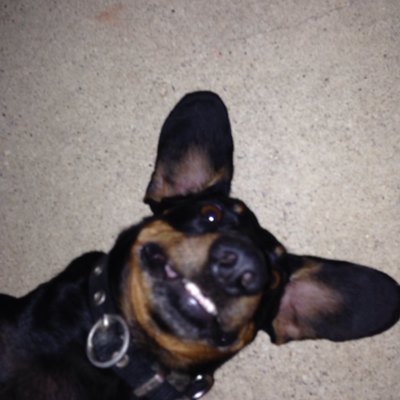 tweetofnugget's profile picture. 