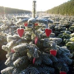 Cockingtontrees's profile picture. At Cockington Christmas Trees, we value the quality of our trees. Because of this, Cockington Christmas Trees only sell the best British grown, premium trees.