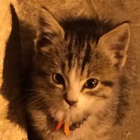 merve3 (@sinifim8) Twitter profile photo