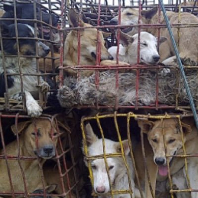 I post cruelty & despise animal abuse. I DETEST that in this day & age humans still exploit animals for fur & call it luxury fashion.