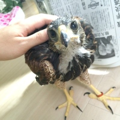 クロえもん🦅猛禽のお医者さん🦜さんのプロフィール画像