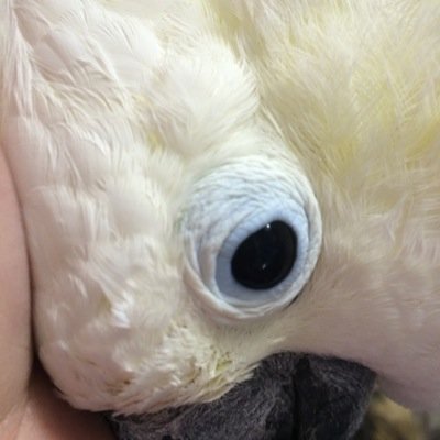 鳥好き!飼い鳥も野鳥も大好き。 沢山飼ってます。 繁殖.販売は今は行ってませんが、ハンドメイドで鳥達を繁殖!ジョイフル大麻で『羊毛フェルト鳥教室』参加者募集中!よろしくお願いします。