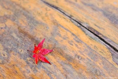 kabutanshun's profile picture. 