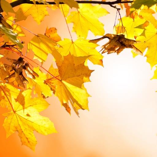 AumKleem's profile picture. 