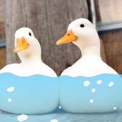 なにわ産めがね好きのあひる。普段は社会のあらなみにもまれながら、I've / KOTOKO / IMP. などを推しております。その他 丸くてぽってりした子に惹かれがち🦭🪿