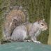 common squirrel Profile picture