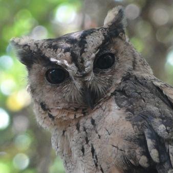 the only zen you will find here
 is the zen you bring.. 
A wise old owl lived in an oak,
The more he saw, the less he spoke
The less he spoke, the..
Nevermind